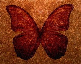 蝴蝶底纹背景图片